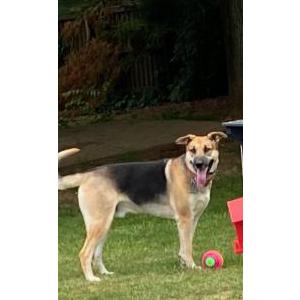 Lost Dog Toby