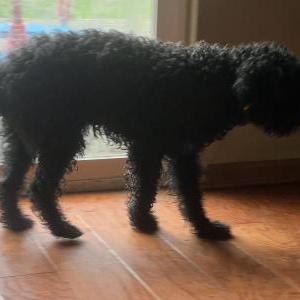 Found Dog Unknown