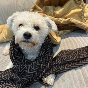 Lost Dog Sugar