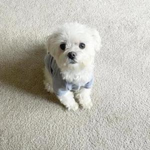 Lost Dog Rhino