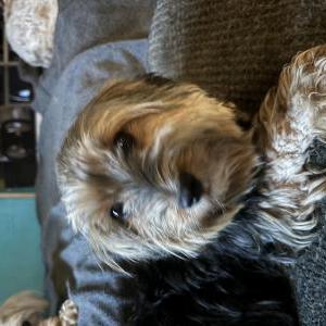 Lost Dog Maeve