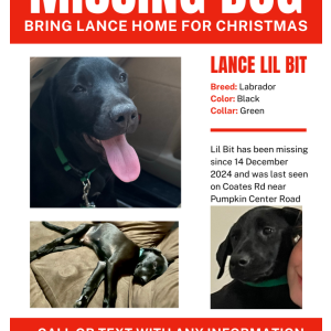 Lost Dog Lance Lil Bit