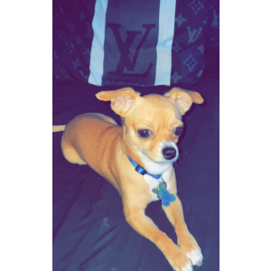 Lost Dog Cheeto