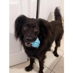 Lost Dog Braco