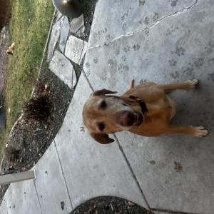 Found Dog Unknown