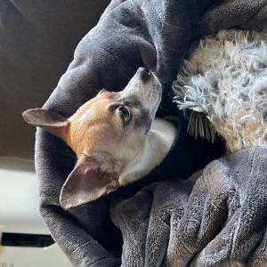 Lost Dog Norman
