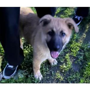 Found Dog Unknown