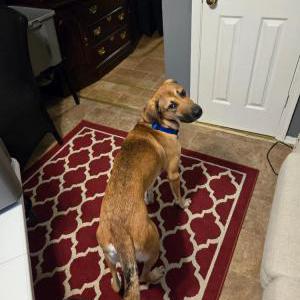 Lost Dog King