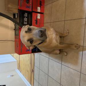 Image of Unknown, Found Dog