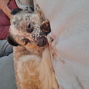 Found Dog Unknown