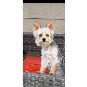 Image of Jay, Lost Dog