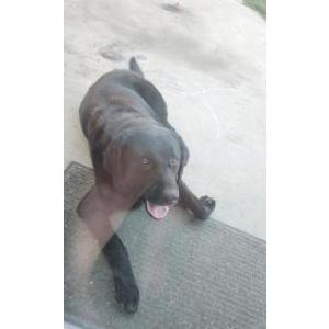Lost Dog jackson