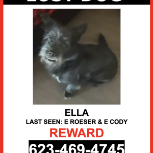 Lost Dog ELLA