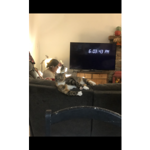 Image of Sylvia, Lost Cat