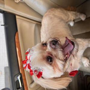 Image of Mia, Lost Dog