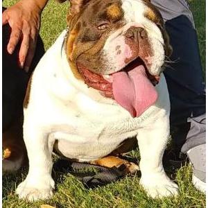 Image of Tank, Lost Dog