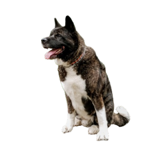 Lost Dog Tucker