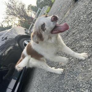Lost Dog Capi (Capitán)
