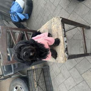 Lost Dog Bean