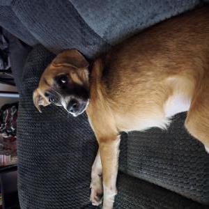 Lost Dog Barkli
