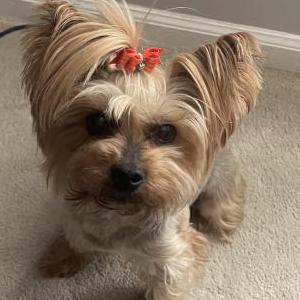 Lost Dog Haley