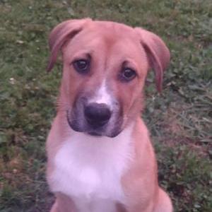 2nd Image of Malie, Lost Dog