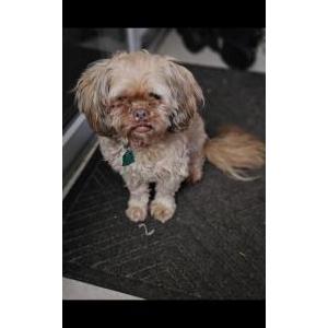 Lost Dog Ginger