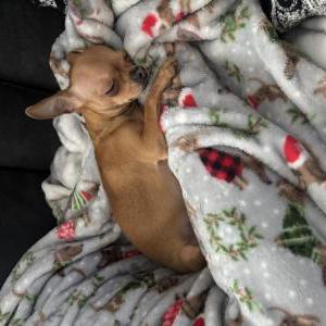 Lost Dog Lexi