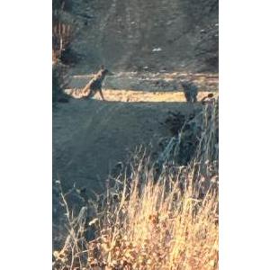 Image of Unknown, Found Dog