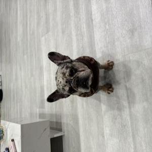 Lost Dog Lady