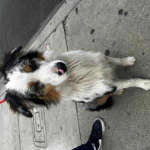 Found Dog Unsure