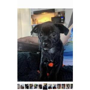 Image of Jax, Lost Dog