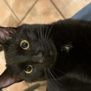 Image of Mink, Lost Cat