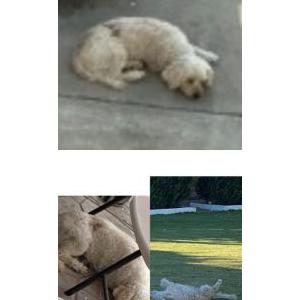 Lost Dog Caramelo