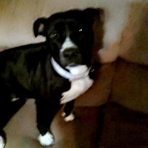 Found Dog Unsure