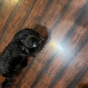 Lost Dog Bonita