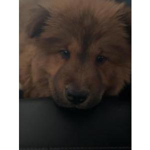 Lost Dog Bella