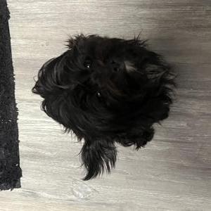 Lost Dog Bonita