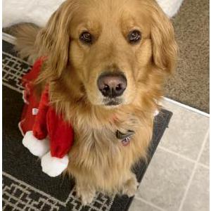 Image of Daisy, Lost Dog