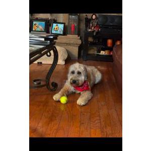 Lost Dog Max