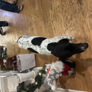 Image of Unknown, Found Dog