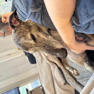 Lost Dog Starbuck