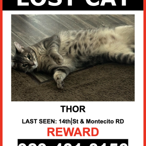 Image of Thor, Lost Cat