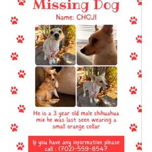 Lost Dog Choji