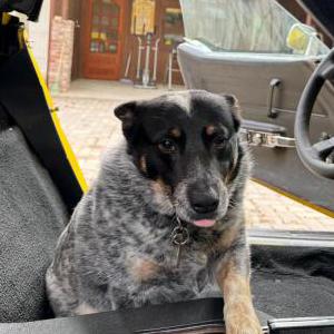 Lost Dog Conchita