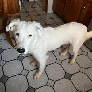 Found Dog unknown
