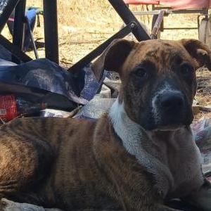 Image of Angus, Lost Dog