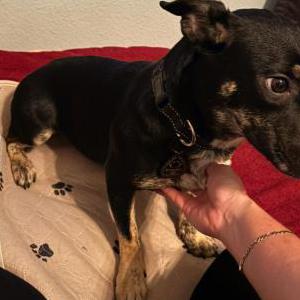 Lost Dog Romulus aka Fred