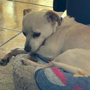Lost Dog Teddy