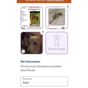 Lost Dog Azizi